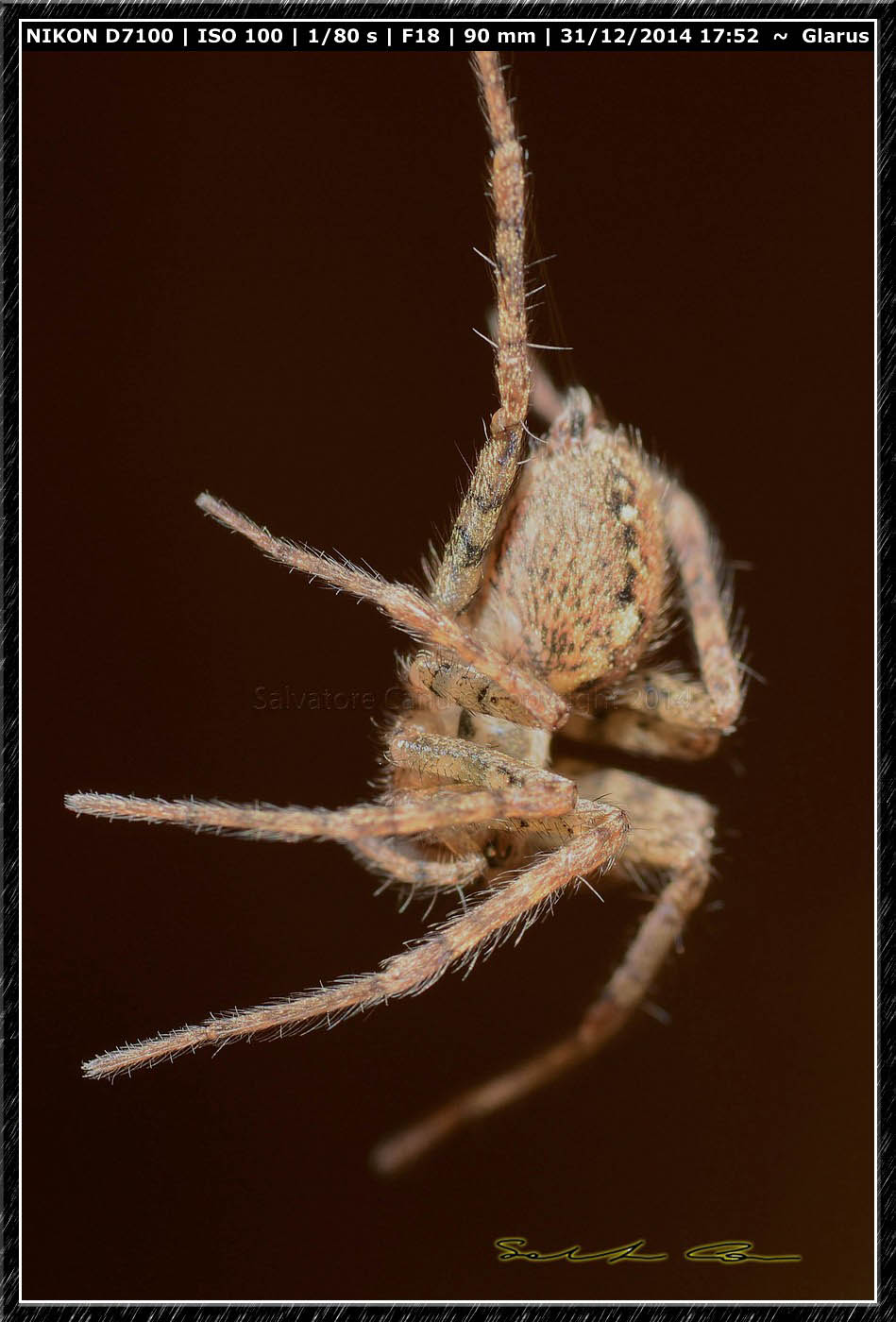 Tegenaria ferruginea - Netstal (Glarus), Svizzera